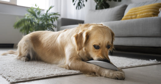 C-cure Dog Training Pads
