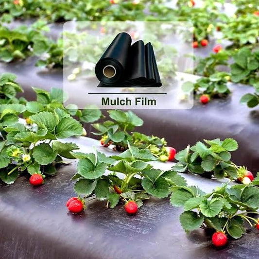 Black mulch film covering strawberry plants with a close-up. 