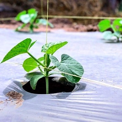 Young plant growing through a small  with a Ecoz compostable Mulch farming film. 